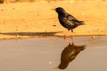 Black Starling or Sturnus unicolor, reflected in the water.