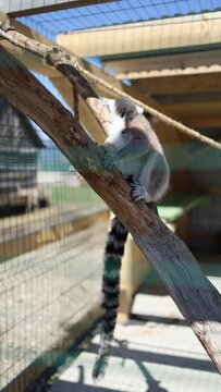 a lamur with a hanging tongue and a long tail to sit on a tree in a klitz. vertical video