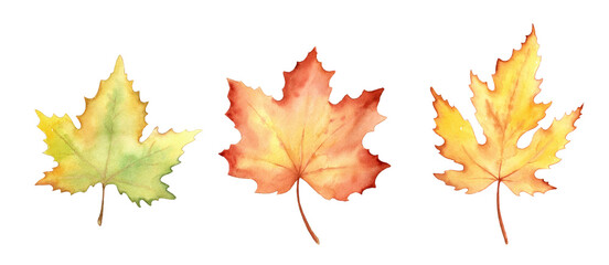 Fototapeta premium Fall leaves isolated on white background. Watercolor illustration.
