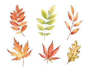 Fall leaves isolated on white background. Watercolor illustration.