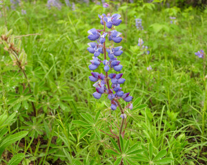 Lupinus perennis (Wild Lupine) Native North American Wildflower