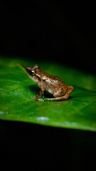 Tiny frog sitting on a leaf