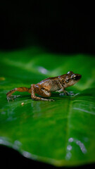 Tiny frog moving