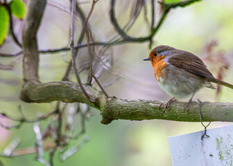 Robin Red Breast (Erithacus rubecula) in Dublin, Ireland