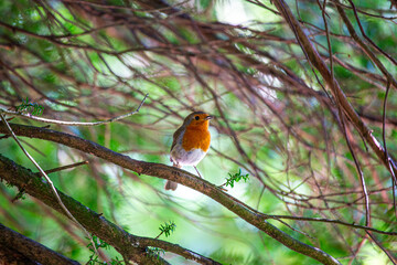 Robin Red Breast (Erithacus rubecula) in Dublin, Ireland
