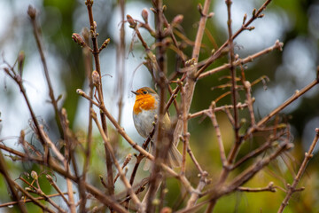 Robin Red Breast (Erithacus rubecula) in Dublin, Ireland