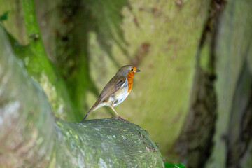 Robin Red Breast (Erithacus rubecula) in Dublin, Ireland