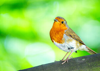 Robin Red Breast (Erithacus rubecula) in Dublin, Ireland
