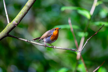 Robin Red Breast (Erithacus rubecula) in Dublin, Ireland