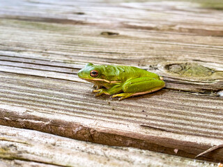 frog on wood deck