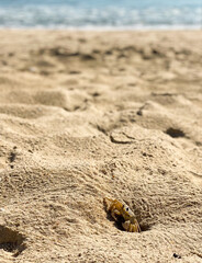 ghost crab in the sand