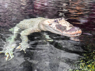 alligator in water