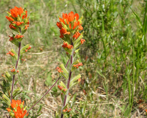 Castilleja coccinea (Indian Paintbrush) Native North American Prairie Wildflower