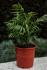 Tropical indoor flower in a pot. Diseases of indoor plants, yellowed leaves