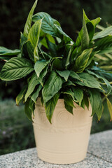 Tropical indoor flower in a pot. Diseases of indoor plants, yellowed leaves © Ирина Санжаровская
