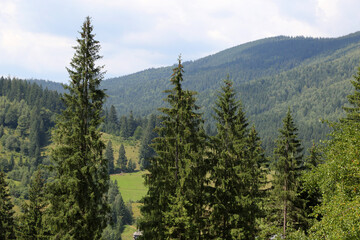 Green spruce on the mountains of the Carpathians, Ukraine