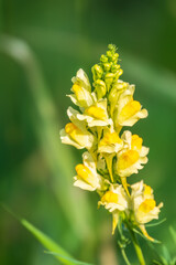 Linaria vulgaris common toadflax yellow wild flowers flowering on the meadow, small plants in bloom in the green grass