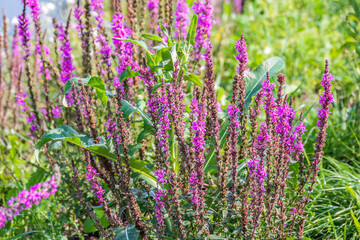 Obraz premium Summer Flowering Purple Loosestrife, Lythrum tomentosum on a green blured background.