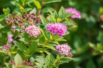 Flowers of Spiraea japonica double play pink, the Japanese meadowsweet, Japanese spiraea or Korean spiraea. It is a plant in the family Rosaceae.