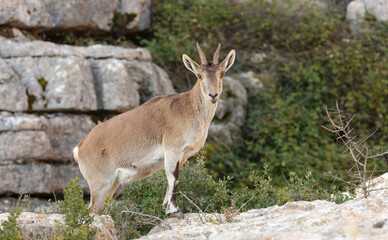 Naklejka na ściany i meble Spanish Ibex (Capra pyrenaica) female standing in rocky terrain looking at the camera