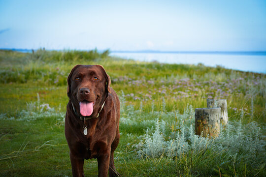 Labrador Retriever on the beach