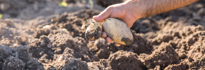 woman hand potatoes in the field