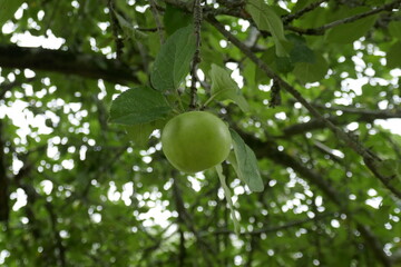 apples ripening in summer