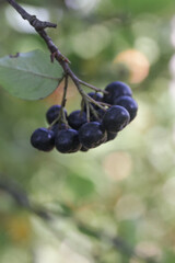 Aronia berry bush - superfruit that boosts your body’s immune system to combat stress-related diseases, close up	