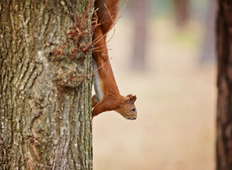 Autumn squirrel sits on a branch. Wild animal.