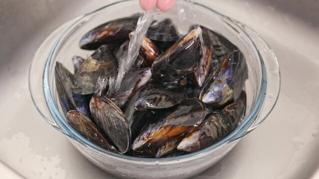 Cooking mussels at home. Cleaning and preparation mussels for cooking