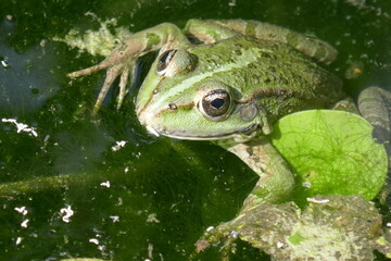 Green frog in pond