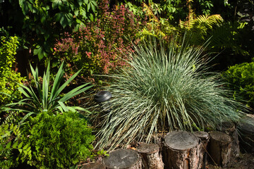 Helictotrichon or alpine oatgrass is a genus of perennial flowering plants in the grass family.