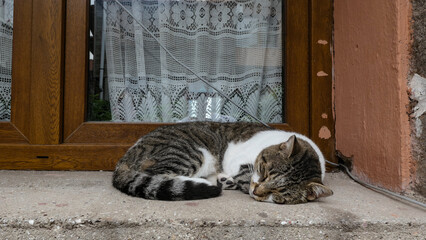 śpiący kot na parapecie, drewniana rama okna, zasłona z wzorami - obrazy, fototapety, plakaty