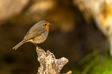 Little Robin perched on a dry twig.