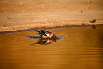 Chaffinch or Fringilla coelebs, reflected in the golden pool.