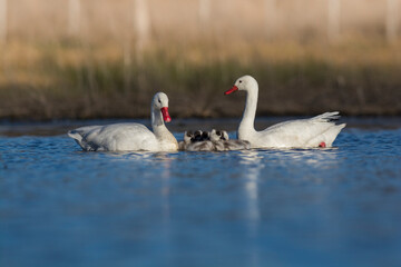 Coscoroba swan with cygnets swimming in a lagoon , La Pampa Province, Patagonia, Argentina.