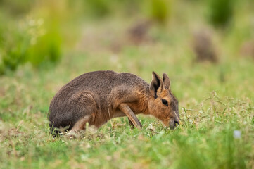 Patagonian cavi in grassland environment , La Pampa Province, Patagonia , Argentina