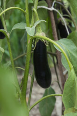 Ripe homegrown purple eggplant in the garden	