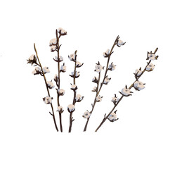 Cotton flowers. Watercolor branches set. Christmas decor.stems