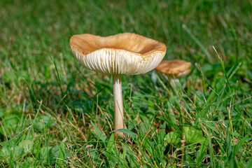 Mushrooms in the lawn