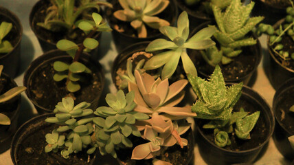 Foto de uma flor de orquídea colorida exibida em uma exposição de flores, destacando a beleza e a delicadeza da planta, com suas pétalas vibrantes e detalhes que capturam a atenção