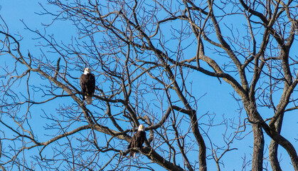 Couple of bald eagles perched