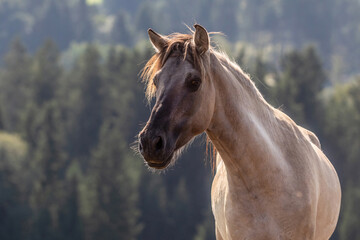 A young konik horse gelding on a pasture in summer outdoors - obrazy, fototapety, plakaty