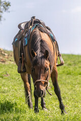 Portrait of a brown saddled western horse on a pasture outdoors