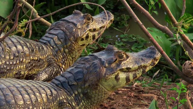 Two alligators resting in wetlands.