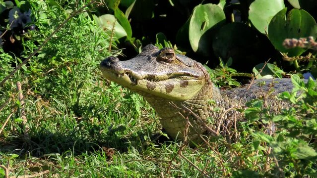 Yacare caiman opening its mouth.
Real nature scene. 