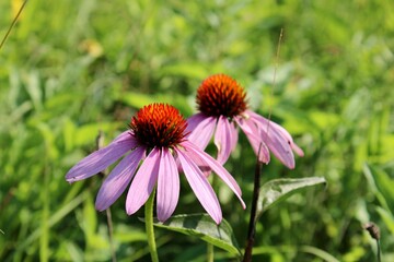 Close up of two coneflowers 