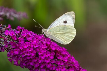 Close up of a cabbage white (pieris rapae) butterfly on a buddleja flower