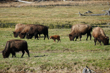 Naklejka na ściany i meble Bison calf grazing in Yellowstone national Park
