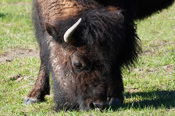 Close-up of a Bison grazing in Yellowstone National Park